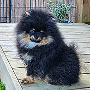Aslow participe au concours pour gagner de l'argent avec cette photo : dog, puppy, pomeranian, fluffy, black, tan, wooden_deck, outdoor, plant, fence, pet, cute, small_dog, sitting, fur, canine, animal, young, adorable, portrait