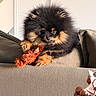 Aslow a rejoint le concours — aidez-le/la à gagner de superbes lots ! dog, puppy, pomeranian, fluffy, toy, plush_toy, couch, indoor, pet, brown, black, fur, small_dog, cute, animal, living_room, home, resting, playful, sunlight