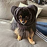 Skittles participe au concours pour gagner de l'argent avec cette photo : dog, pomeranian, pet, animal, hood, costume, couch, indoor, fur, small_dog, black_fur, brown_fur, ears, face, sitting, home, pillow, blanket, cozy, living_room