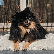 Skittles participe au concours pour gagner de l'argent avec cette photo : dog, pomeranian, pet, fluffy, black, tan, cute, indoor, curious, head_tilt, shaggy_rug, floor, curtains, elephant_pattern, furniture, animal, companion, portrait, relaxed, domestic