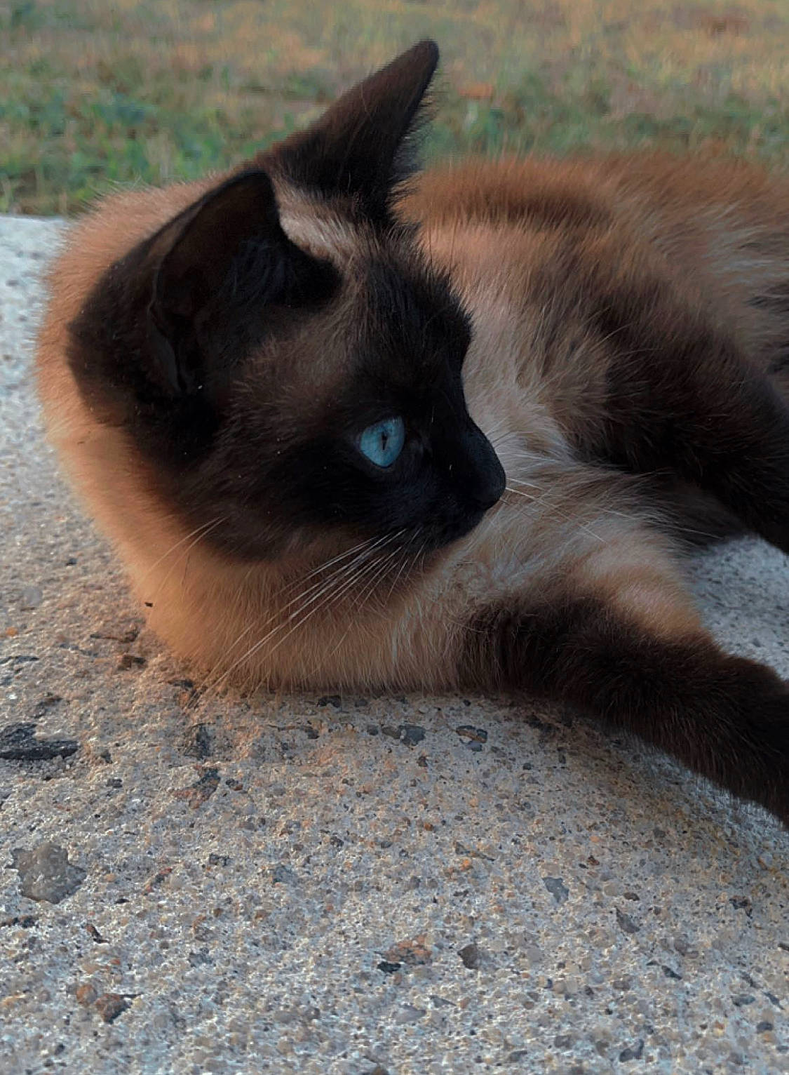 Anna participe au concours pour gagner de l'argent avec cette photo : carnivore, cat, domestic_short_haired_cat, eye, fawn, felidae, foot, fur, grass, iris, paw, sand, siamese, small_to_medium_sized_cats, snout, tail, terrestrial_animal, whiskers, wildlife