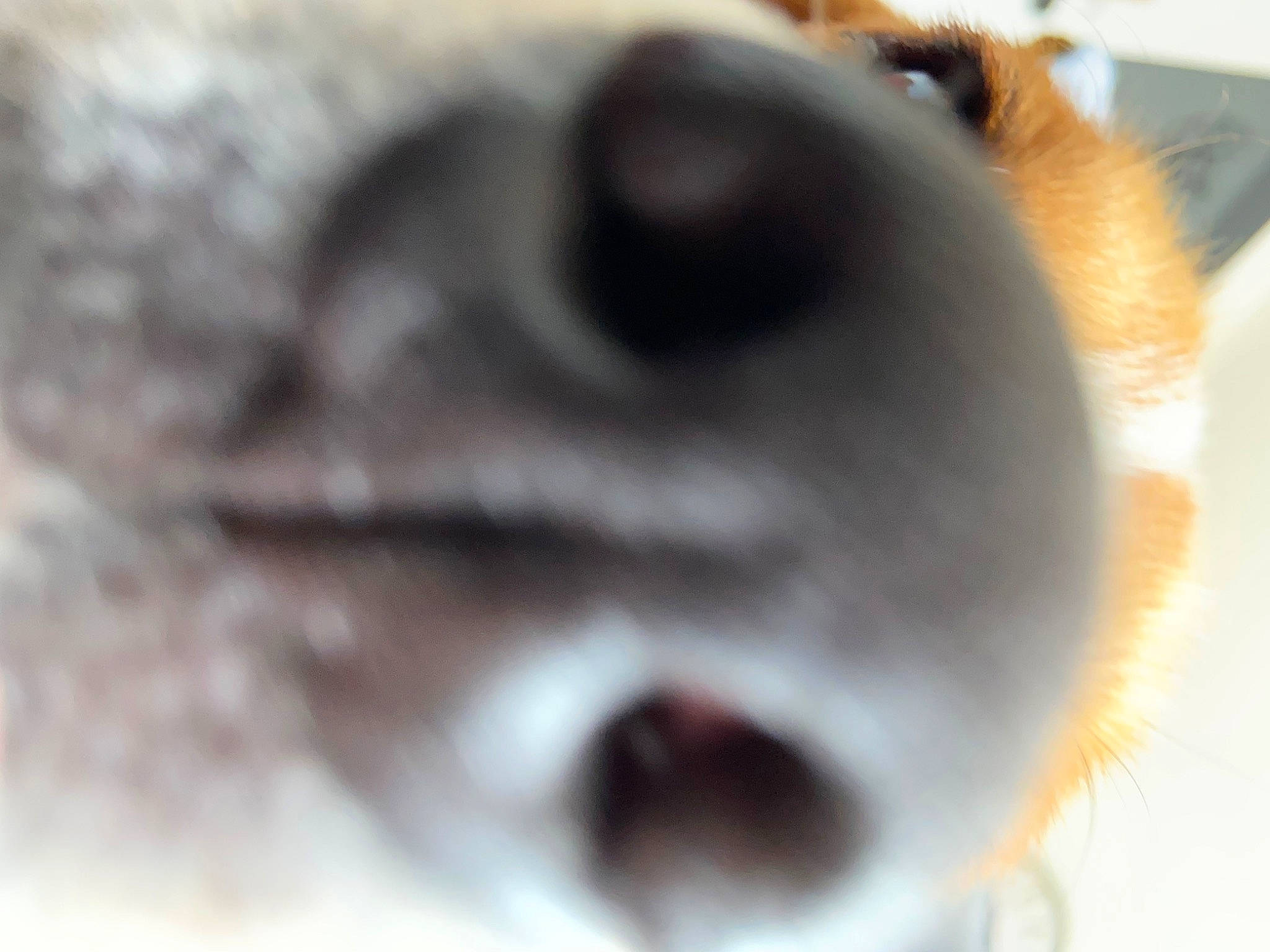 Pitch participe au concours pour gagner de l'argent avec cette photo : canidae, carnivore, companion_dog, dog, dog_breed, eyelash, fang, fawn, felidae, fur, liver, macro_photography, paw, small_to_medium_sized_cats, sporting_group, whiskers, wildlife, working_animal