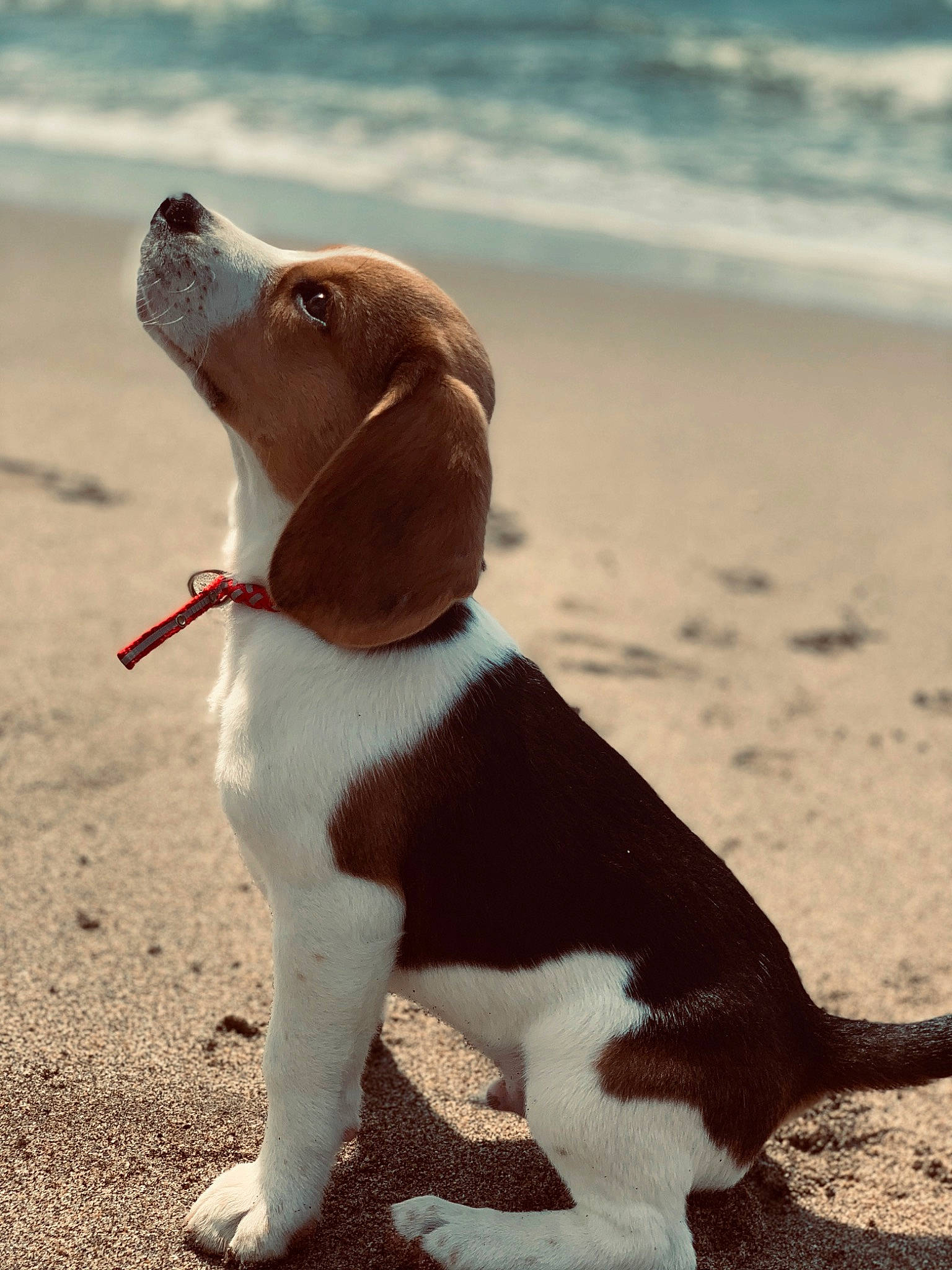 Pitch a rejoint le concours — aidez-le/la à gagner de superbes lots ! beach, canidae, carnivore, collar, companion_dog, dog, dog_breed, dog_collar, fawn, hound, liquid, liver, ocean, sand, scent_hound, snout, sporting_group, tail, water, working_animal