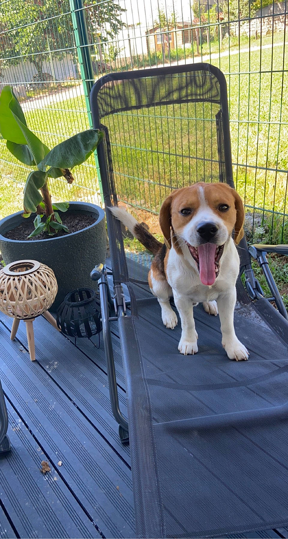 Pitch a rejoint le concours — aidez-le/la à gagner de superbes lots ! carnivore, chair, collar, companion_dog, dog, dog_breed, dog_collar, dog_supply, fawn, fence, flowerpot, hound, houseplant, leash, outdoor_furniture, pet_supply, plant, scent_hound, sporting_group, vehicle_door