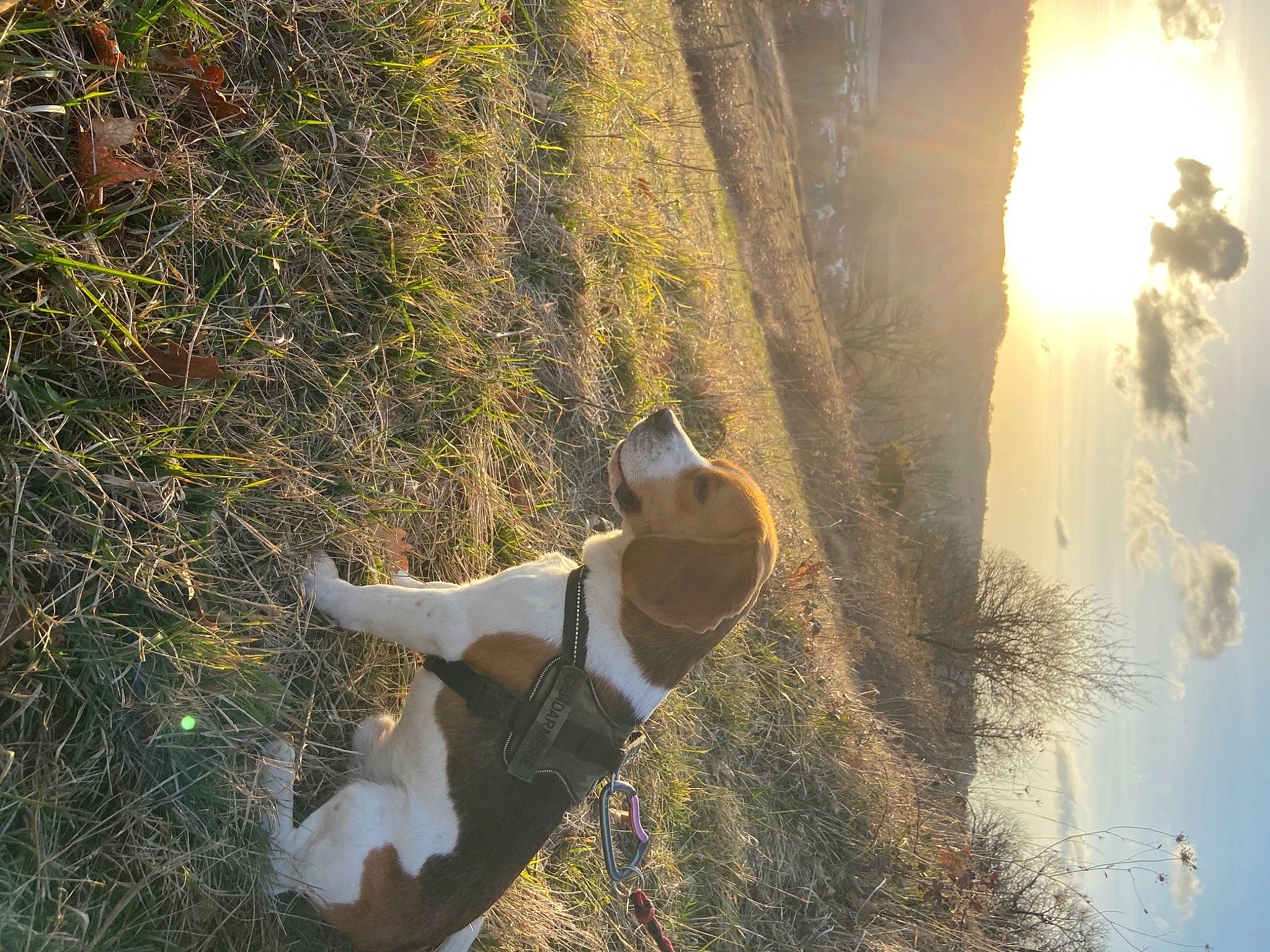 Pitch a rejoint le concours — aidez-le/la à gagner de superbes lots ! biome, branch, carnivore, dog, dog_breed, fawn, forest, grass, grass_family, happy, landscape, morning, people_in_nature, plant, sunglasses, sunlight, tree, trunk, wood, woody_plant