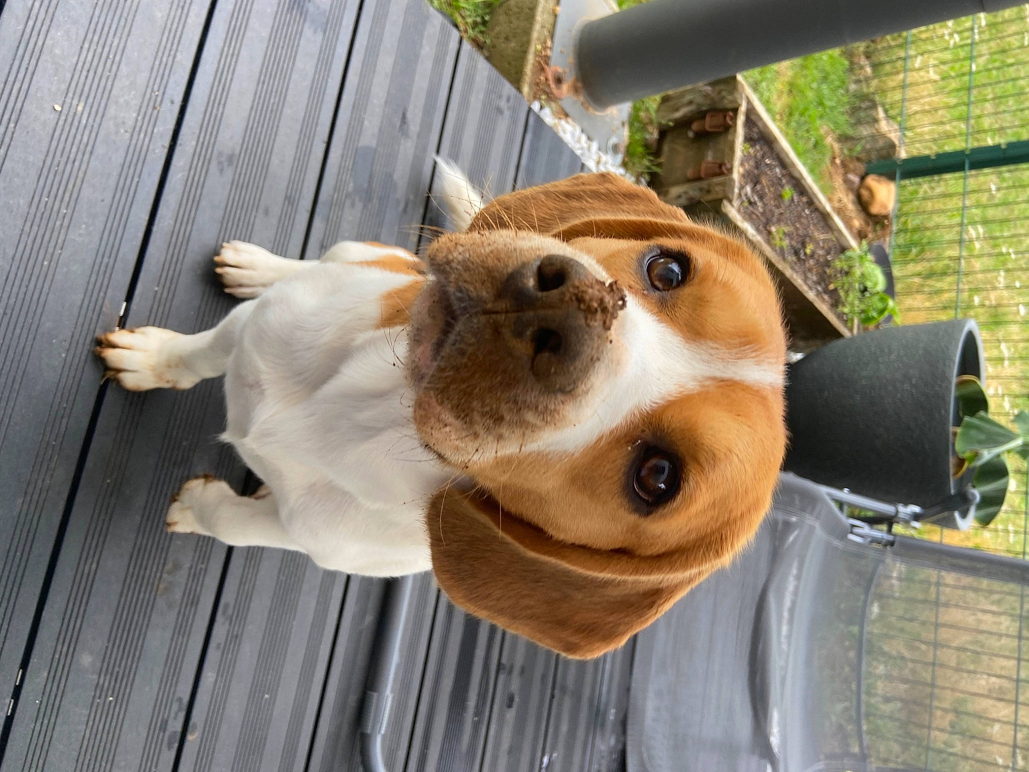 Pitch a rejoint le concours — aidez-le/la à gagner de superbes lots ! canidae, carnivore, collar, companion_dog, dog, dog_breed, dog_collar, dog_supply, ear, eyewear, fawn, fur, mammal, pet_supply, snout, stuffed_toy, toy, whiskers, wood, working_animal