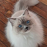 Néva participe au concours pour gagner de l'argent avec cette photo : animal, blue_eyes, cat, close_up, curious, cute, domestic_cat, ears, feline, fluffy, indoor, long_hair, looking_up, mammal, pet, portrait, soft_fur, tail, whiskers, wooden_floor