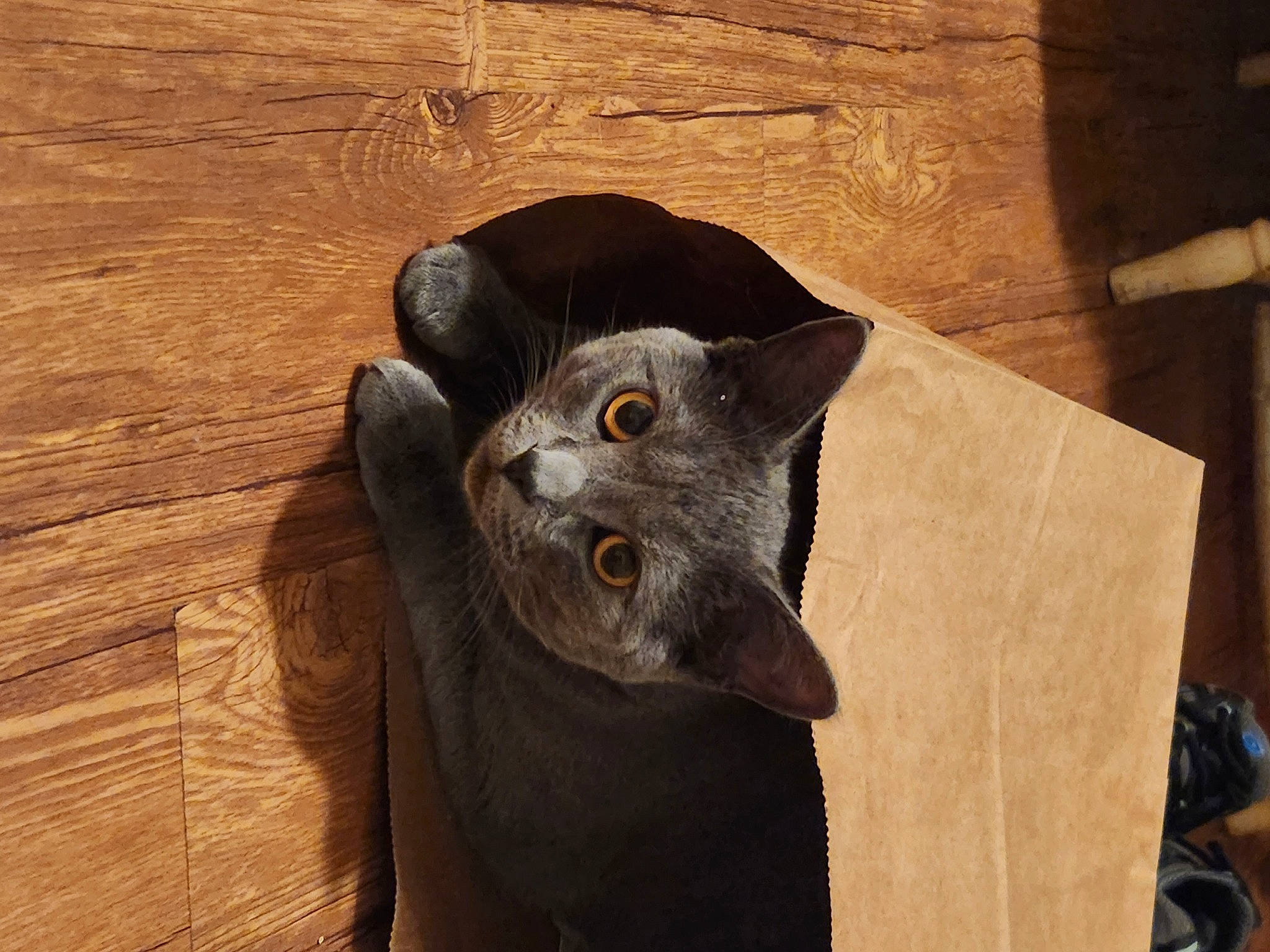 Oliver joined the competition — help win amazing prizes! black_cat, carnivore, cat, domestic_short_haired_cat, felidae, flooring, fur, hardwood, havana_brown, mammal, plank, sculpture, small_to_medium_sized_cats, snout, tail, varnish, vertebrate, whiskers, wood, wood_stain