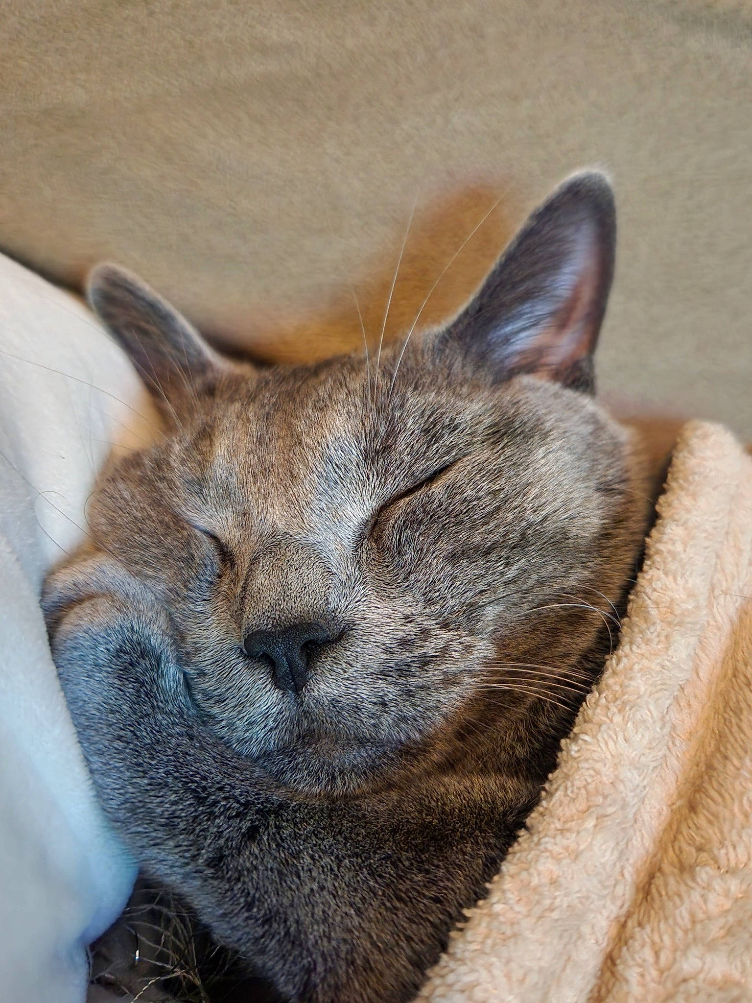 Oliver is registered to the contest to win money with this photo: carnivore, cat, comfort, domestic_short_haired_cat, fawn, felidae, fur, small_to_medium_sized_cats, snout, terrestrial_animal, whiskers, wildlife