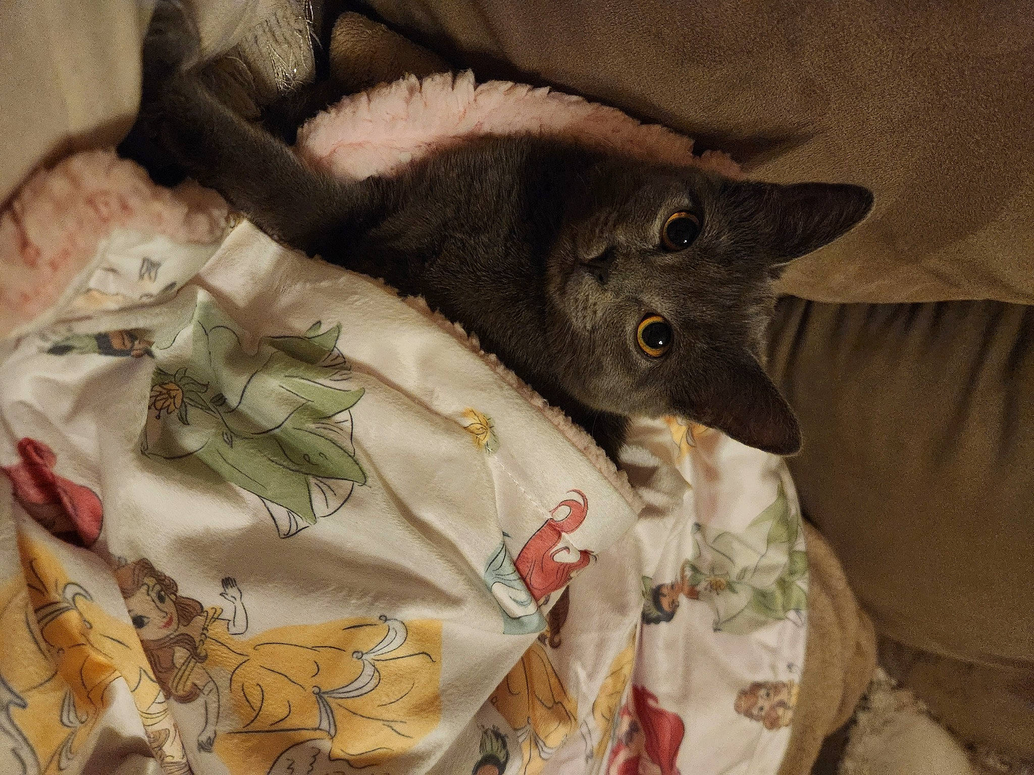 Olivia joined the competition — help win amazing prizes! bag, black_cat, blanket, carnivore, cat, comfort, domestic_short_haired_cat, fawn, felidae, fur, linens, luggage_and_bags, pattern, room, small_to_medium_sized_cats, stuffed_toy, tail, whiskers