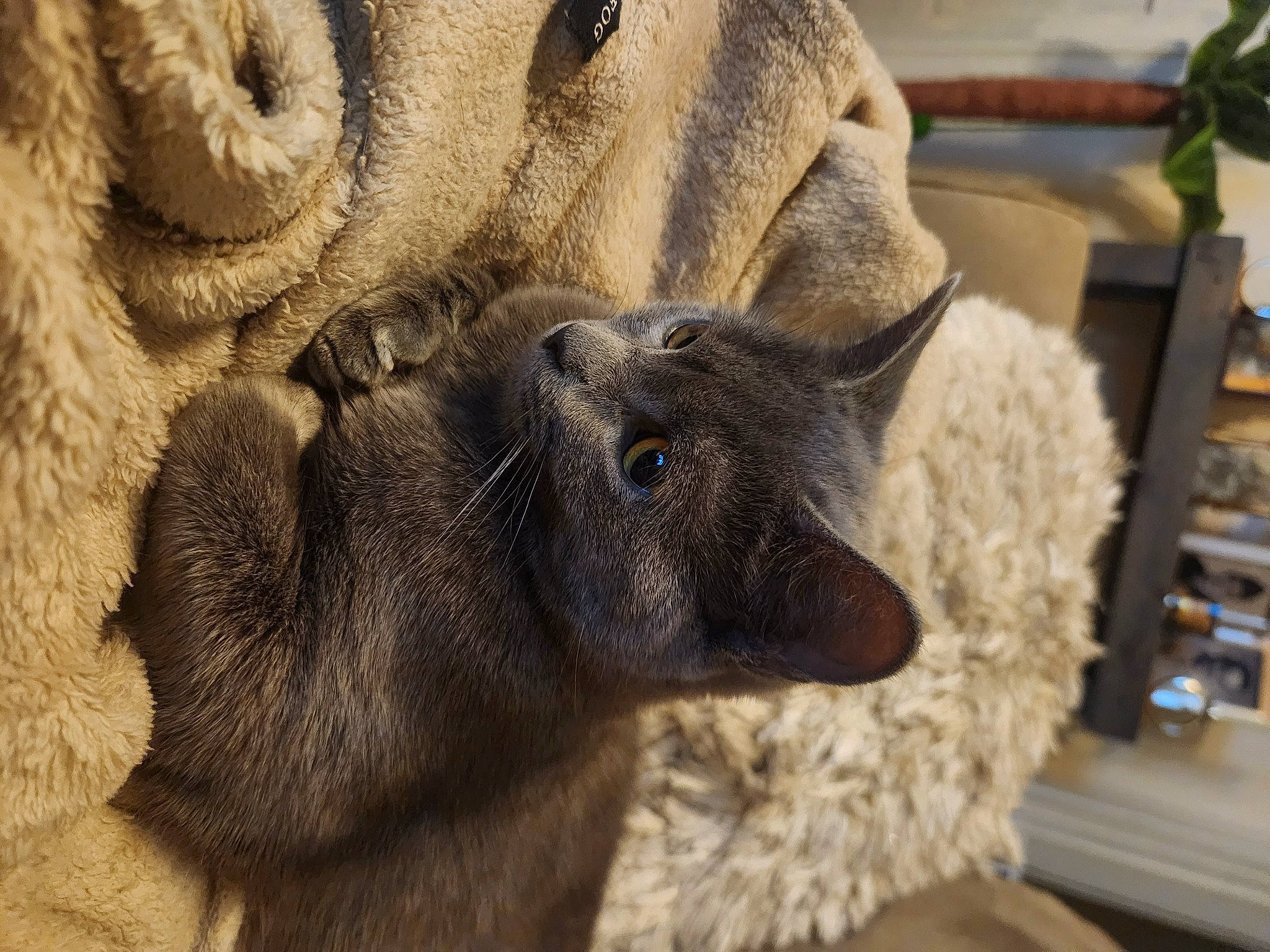 Olivia joined the competition — help win amazing prizes! ear, fawn, felidae, flowerpot, fur, gunny_sack, koala, mammal, natural_material, plant, rabbit, rabbits_and_hares, shelf, terrestrial_animal, vertebrate, whiskers, wildlife, wood, wool, working_animal