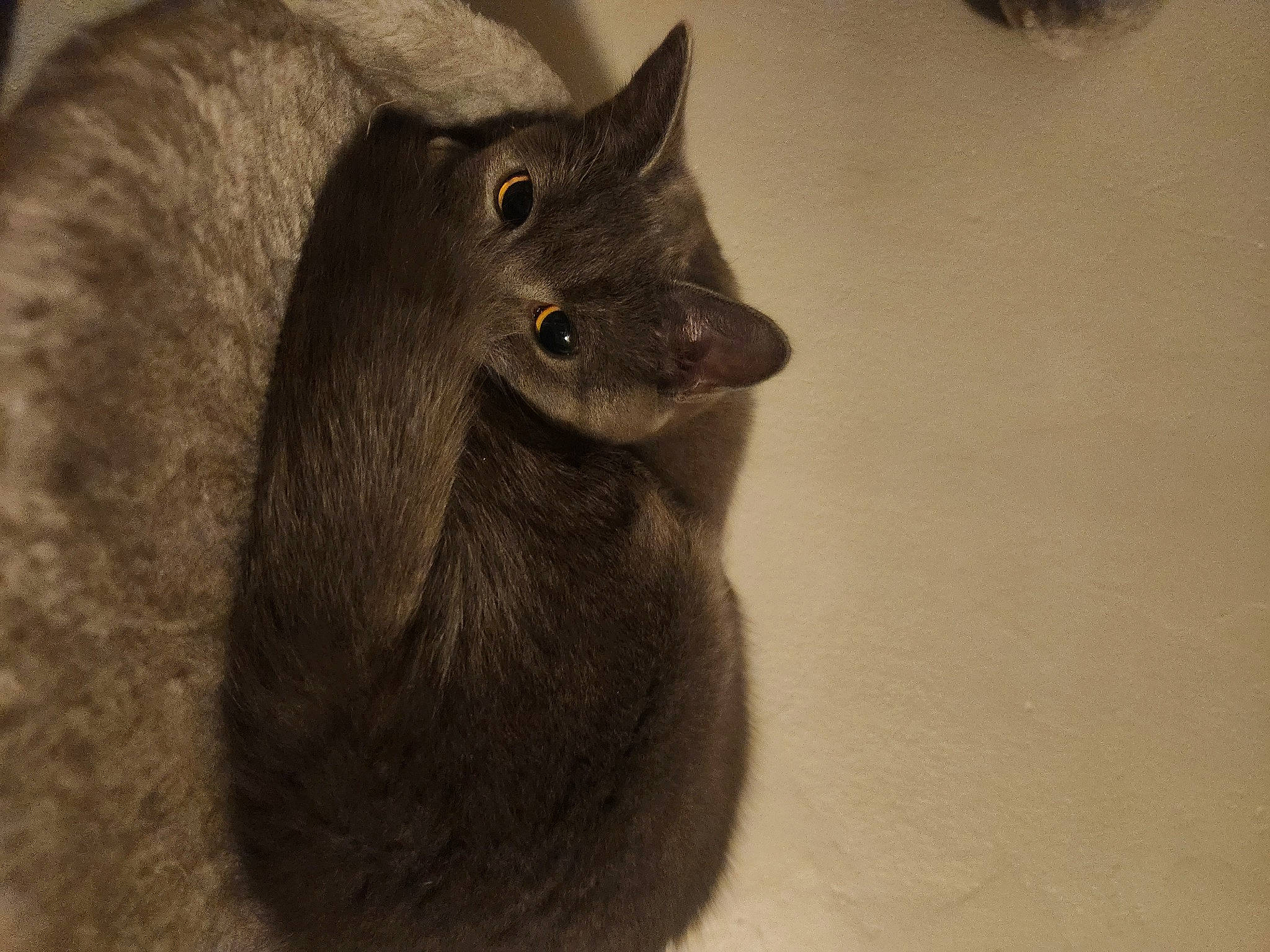 Olivia joined the competition — help win amazing prizes! carnivore, cat, ear, felidae, fur, grey, russian_blue, small_to_medium_sized_cats, snout, terrestrial_animal, whiskers, wildlife, wood