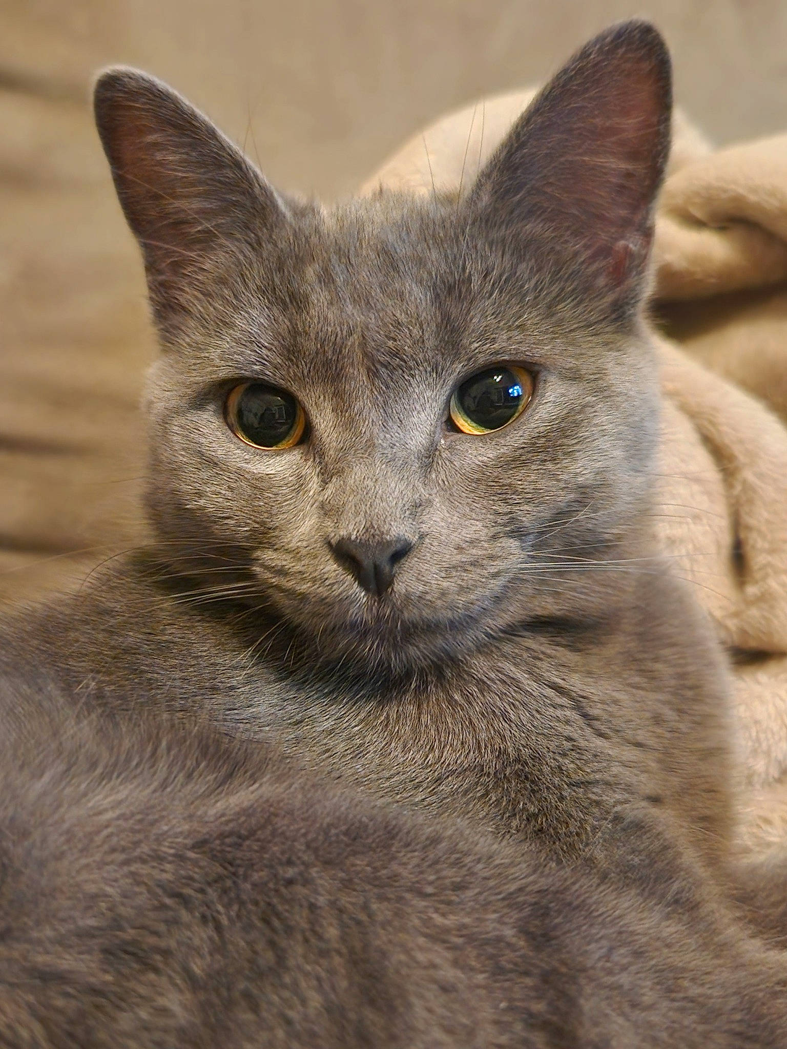 Olivia joined the competition — help win amazing prizes! carnivore, cat, close_up, domestic_short_haired_cat, felidae, fur, russian_blue, small_to_medium_sized_cats, snout, terrestrial_animal, whiskers, wildlife, window