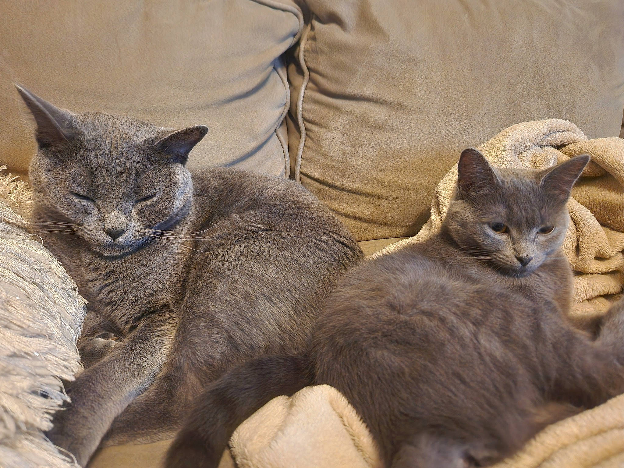 Oliver And Olivia joined the competition — help win amazing prizes! carnivore, cat, cat_supply, claw, comfort, domestic_short_haired_cat, felidae, fur, grey, mammal, paw, russian_blue, small_to_medium_sized_cats, snout, terrestrial_animal, vertebrate, whiskers, wildlife