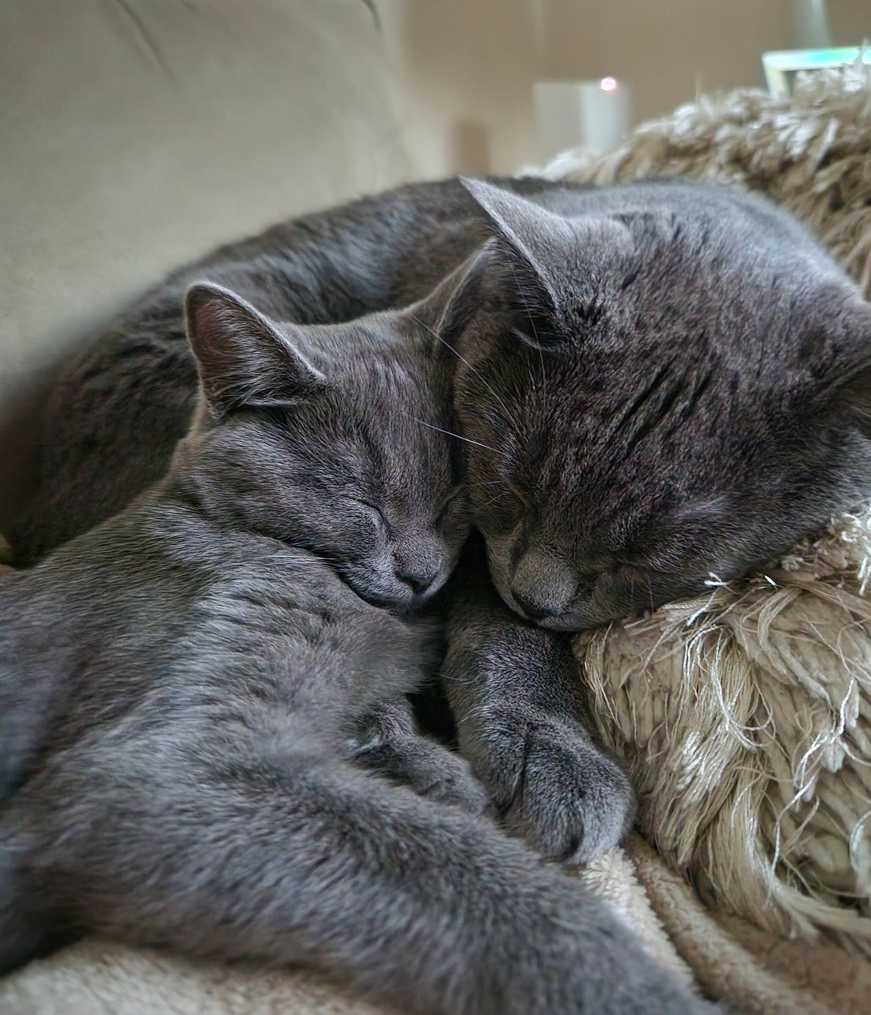 Oliver And Olivia joined the competition — help win amazing prizes! carnivore, cat, chartreux, claw, comfort, domestic_short_haired_cat, ear, felidae, fur, grey, nap, paw, russian_blue, sitting, small_to_medium_sized_cats, snout, tail, whiskers, window