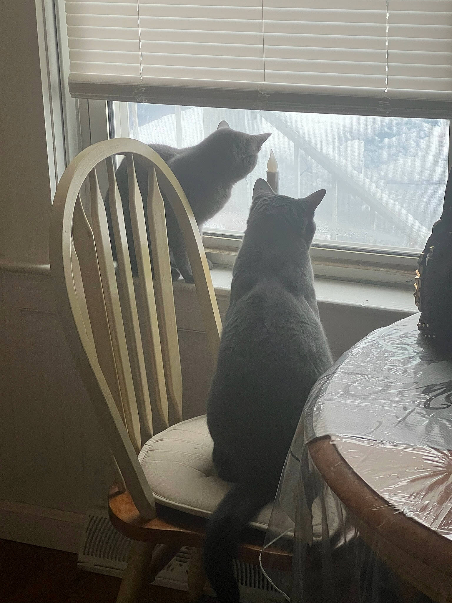 Oliver And Olivia is registered to the contest to win money with this photo: armrest, carnivore, cat, chair, comfort, felidae, furniture, hardwood, house, mammal, outdoor_furniture, shade, small_to_medium_sized_cats, table, tail, tints_and_shades, window, window_blind, windsor_chair, wood