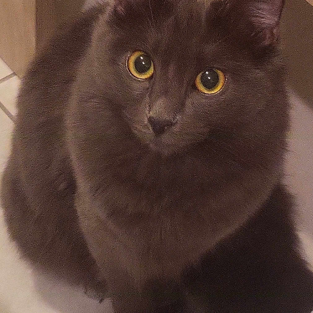 Tya a rejoint le concours — aidez-le/la à gagner de superbes lots ! cat, gray_cat, fluffy, furry, pet, animal, golden_eyes, close_up, portrait, sitting, indoors, home, floor, tile, warm_lighting, long_hair, whiskers, ears, paws, staring
