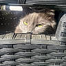 Tya participe au concours pour gagner de l'argent avec cette photo : cat, gray_cat, fluffy, green_eyes, animal, pet, face, whiskers, fur, peeking, wicker_chair, outdoor, sunlight, portrait, closeup, hiding, curious, relaxed, furniture, texture