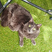 Tya a rejoint le concours — aidez-le/la à gagner de superbes lots ! cat, gray_cat, fluffy, long_hair, golden_eyes, feline, pet, animal, grass, lawn, outdoors, garden, patio, furniture, chair, seated, standing, looking_up, whiskers, portrait