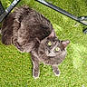 cat, gray_cat, fluffy, long_hair, golden_eyes, feline, pet, animal, grass, lawn, outdoors, garden, patio, furniture, chair, seated, standing, looking_up, whiskers, portrait