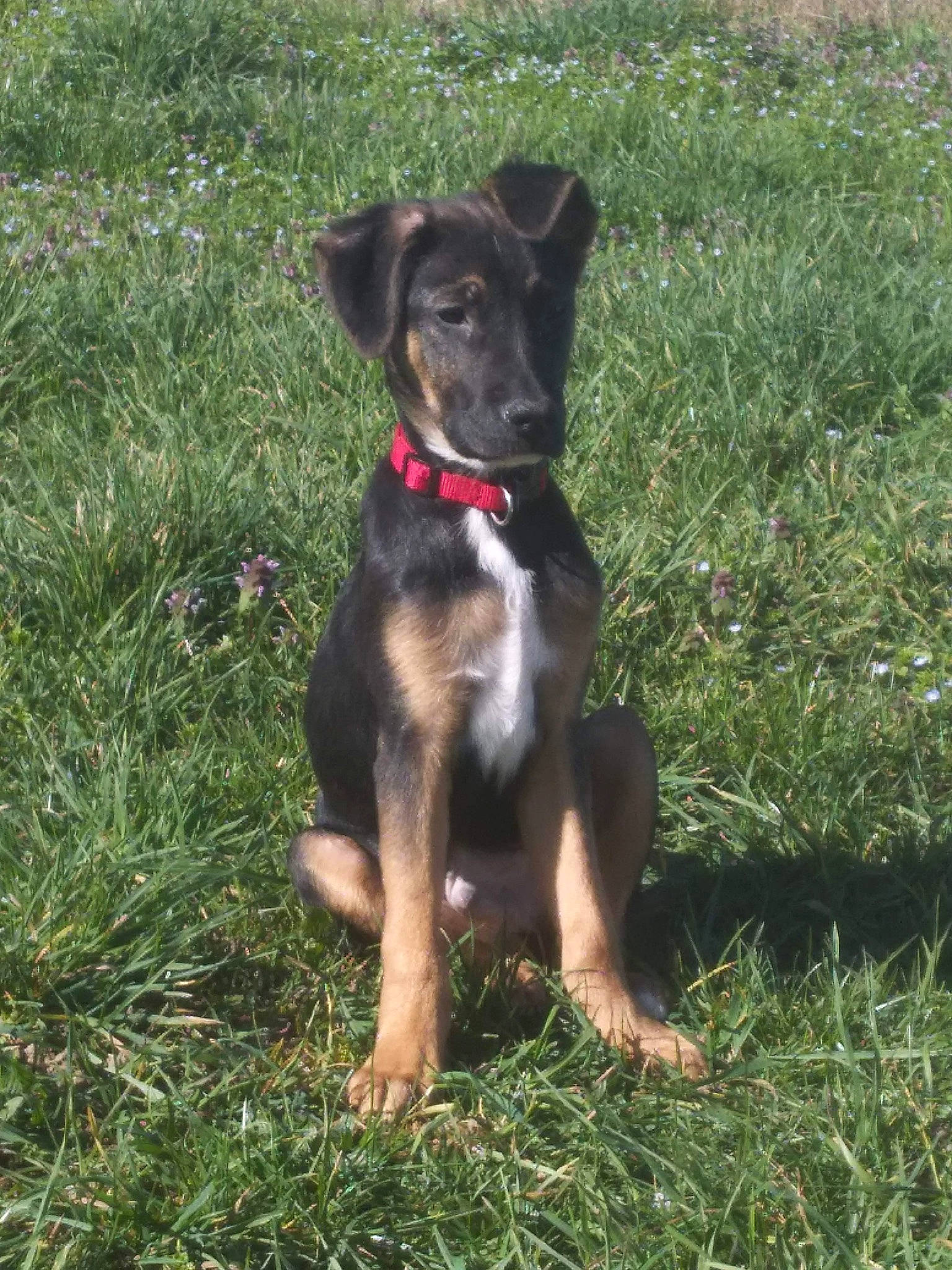 Zeus participe au concours pour gagner de l'argent avec cette photo : ball, canidae, carnivore, collar, companion_dog, dog, dog_breed, dog_collar, dog_supply, fawn, grass, grassland, guard_dog, paw, plant, snout, sporting_group, terrestrial_animal, working_animal, working_dog