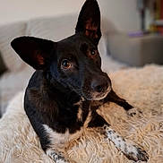 Priya a rejoint le concours — aidez-le/la à gagner de superbes lots ! dog, black_and_white, pet, indoor, fluffy_blanket, curious, ears, lying_down, canine, close_up, portrait, soft_background, furniture, brown_eyes, domestic_animal, animal, cozy, relaxed, home, companion