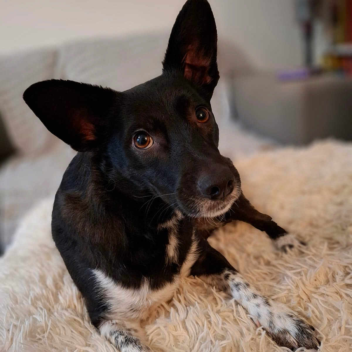 Priya a rejoint le concours — aidez-le/la à gagner de superbes lots ! animal, black_and_white, brown_eyes, canine, close_up, companion, cozy, curious, dog, domestic_animal, ears, fluffy_blanket, furniture, home, indoor, lying_down, pet, portrait, relaxed, soft_background