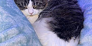 Tucker is registered to the contest to win money with this photo: cat, sleeping, blanket, furry, indoor, cozy, pet, resting, fur, tail, animal, cute, domestic, soft, relaxed, bedroom, home, comfortable, quiet, peaceful