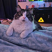 Tucker joined the competition — help win amazing prizes! cat, fluffy, white, gray, pet, animal, indoor, blanket, cozy, furniture, lamp, figurine, curious, relaxed, soft, comfortable, closeup, portrait, cute, domestic