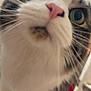 Tucker is registered to the contest to win money with this photo: cat, close_up, curious, green_eyes, pink_nose, whiskers, fur, indoor, pet, animal, tabby, white_fur, face, nose, eyes, blur, close, investigation, domestic