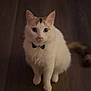 animal, bow_tie, cat, curious, cute, domestic_animal, ears, feline, floor, fur, indoor, looking_at_camera, orange_markings, pet, portrait, sitting, tail, whiskers, white_cat, wooden_floor