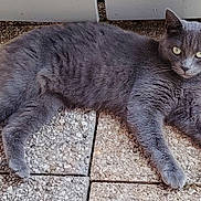 Gribouille participe au concours pour gagner de l'argent avec cette photo : cat, gray_cat, feline, pet, animal, lying_down, outdoor, patio, tiles, ground, fur, whiskers, ears, eyes, tail, paws, relaxed, portrait, dilated_pupils, grass