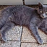 cat, gray_cat, feline, pet, animal, lying_down, outdoor, patio, tiles, ground, fur, whiskers, ears, eyes, tail, paws, relaxed, portrait, dilated_pupils, grass