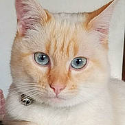 Milka participe au concours pour gagner de l'argent avec cette photo : cat, kitten, feline, cream_fur, orange_markings, blue_eyes, fluffy, whiskers, pink_nose, pointed_ears, bell_collar, raised_paw, portrait, close_up, indoor, cute, adorable, sitting, pet, white_background