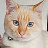 cat, kitten, feline, cream_fur, orange_markings, blue_eyes, fluffy, whiskers, pink_nose, pointed_ears, bell_collar, raised_paw, portrait, close_up, indoor, cute, adorable, sitting, pet, white_background