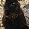 Marx a rejoint le concours — aidez-le/la à gagner de superbes lots ! cat, black_cat, fluffy, longhaired, furry, golden_eyes, pet, animal, sitting, outdoor, patio, pebbles, wooden_deck, grass, garden, portrait, front_facing, whiskers, ears, dramatic