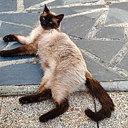 Oscar participe au concours pour gagner de l'argent avec cette photo : cat, siamese_cat, blue_eyes, brown_fur, cream_fur, dark_paws, dark_ears, dark_face, long_tail, lounging, lying_down, relaxed, outdoor, stone_patio, paving_stones, pebbles, animal_portrait, close_up, sunlight, playful