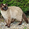 Oscar a rejoint le concours — aidez-le/la à gagner de superbes lots ! cat, siamese_cat, blue_eyes, feline, animal, pet, standing, outdoor, garden, evergreen, shrubbery, gravel, rocks, cream_fur, dark_face, dark_ears, dark_paws, long_tail, portrait, nature