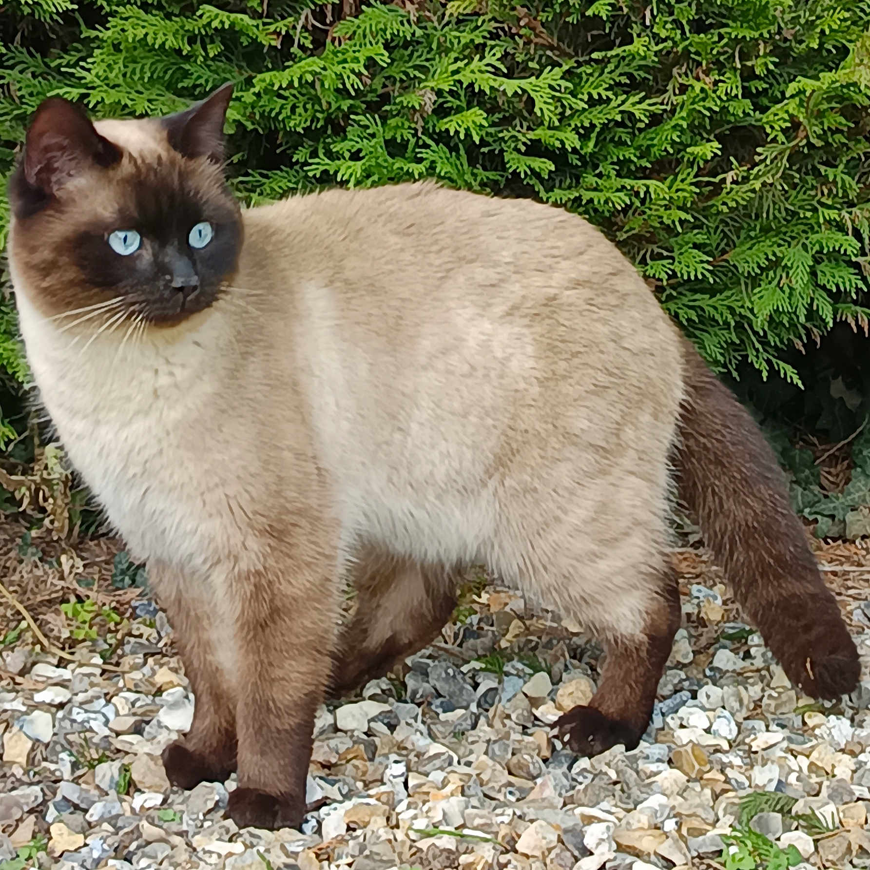 Oscar