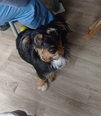 Popeye participe au concours pour gagner de l'argent avec cette photo : carnivore, companion_dog, dog, dog_breed, floor, flooring, fur, hardwood, liver, plank, small_terrier, snout, terrier, toy_dog, varnish, wood, wood_flooring, wood_stain, working_animal, yorkipoo