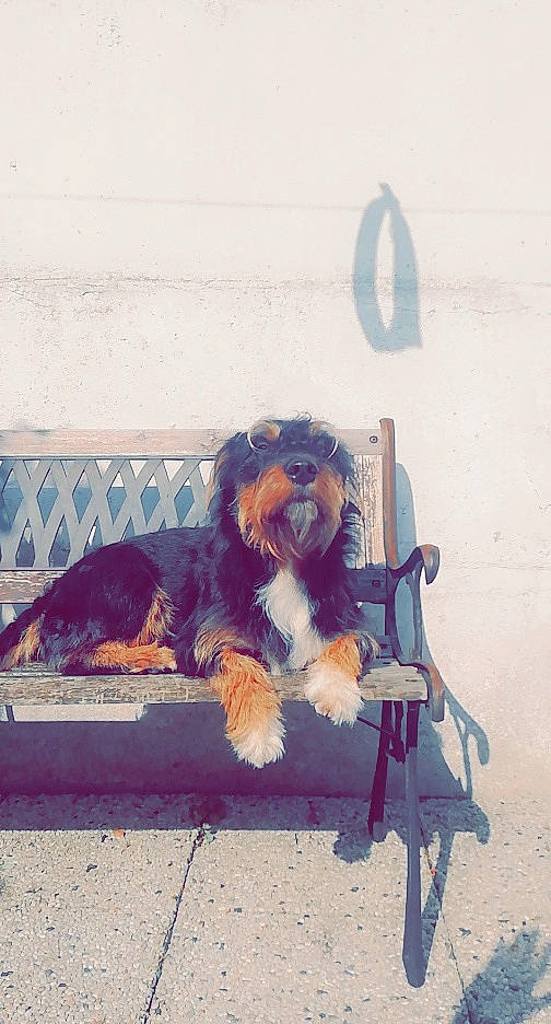 Popeye a rejoint le concours — aidez-le/la à gagner de superbes lots ! art, canidae, carnivore, companion_dog, corn_on_the_cob, dog, dog_breed, dog_supply, electric_blue, fur, leash, metal, road_surface, sidewalk, sporting_group, street_fashion, tail, tints_and_shades, toy, toy_dog