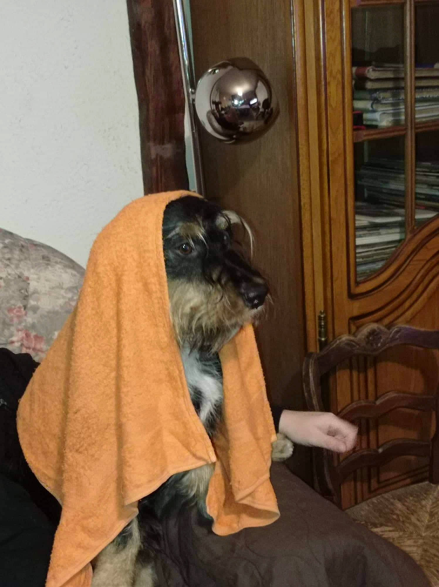 Popeye participe au concours pour gagner de l'argent avec cette photo : bat, canidae, carnivore, comfort, companion_dog, dog_breed, door, door_handle, fawn, felidae, fur, hat, room, sitting, snout, sporting_group, toy_dog, whiskers, window, wood