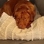 Rusty joined the competition — help win amazing prizes! animal, brown_dog, canine, comfort, couch, cozy, dog, domestic_animal, fabric, furniture, home, indoor, living_room, one_animal, pet, pillow, relaxed, resting, sleepy, textured_pillow