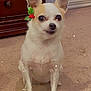 accessory, carpet, chihuahua, cute, dog, dresser, ears, eyes, face, floor, holiday_filter, holly, indoor, looking_at_camera, pet, portrait, sitting, small_dog, sparkle_filter, white_fur