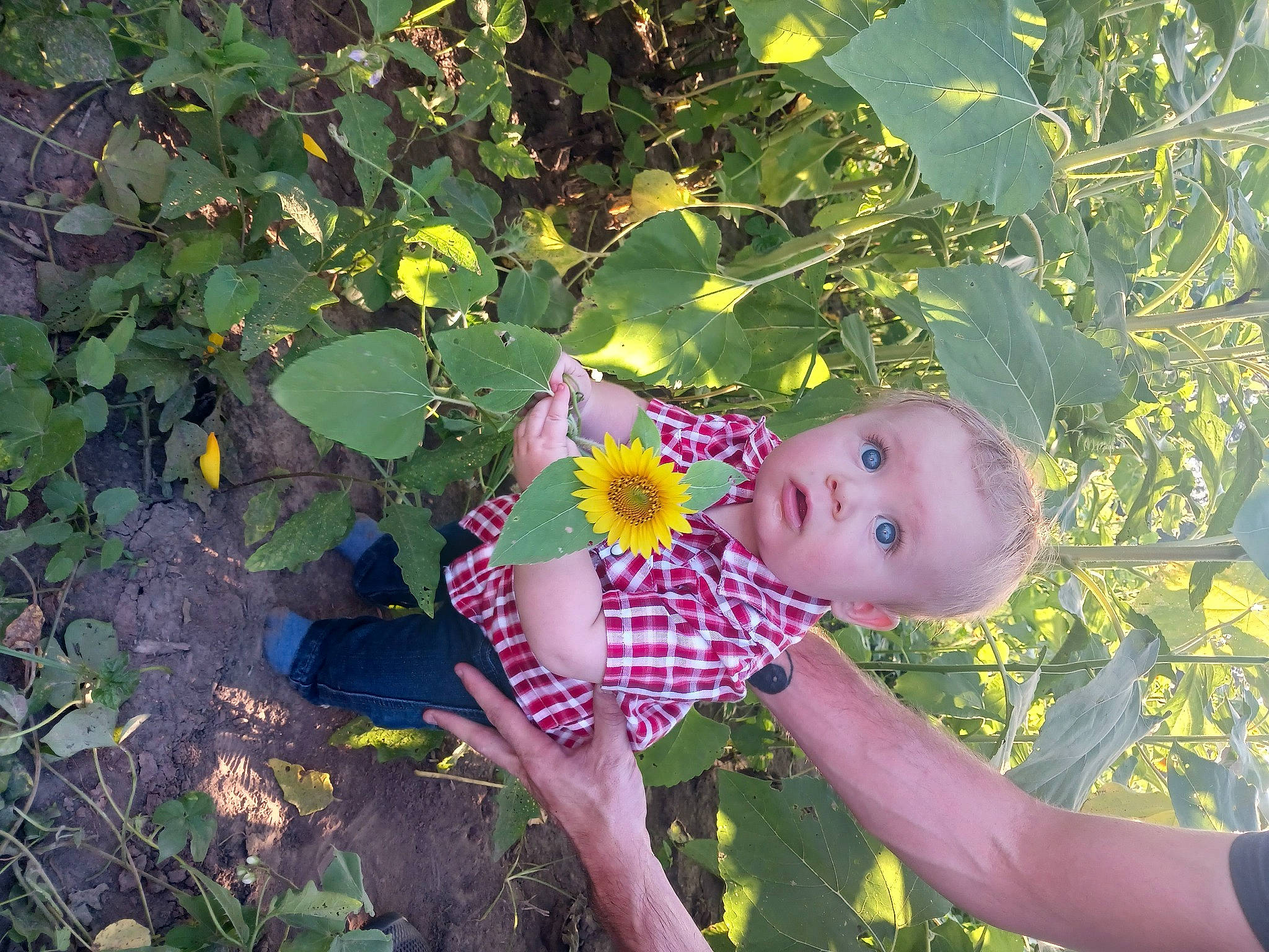 Nikolas joined the competition — help win amazing prizes! annual_plant, baby, baby_toddler_clothing, botany, child, flowering_plant, fun, garden, grass, groundcover, happy, leaf, pattern, people_in_nature, person, plant, sacred_lotus, smile, surprise, terrestrial_plant