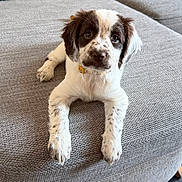 Lola joined the competition — help win amazing prizes! puppy, dog, pet, couch, indoor, white, brown_spots, fur, cute, young, animal, laying, looking, collar, ears, floor, home, adorable, expression, paw