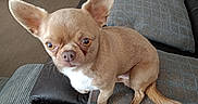 Volk participe au concours pour gagner de l'argent avec cette photo : alert, animal, chihuahua, closeup, companion, couch, curious, cushion, dog, ears, floor, furniture, home, indoor, leather, looking, pet, seat, small_dog, tan
