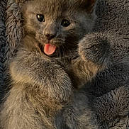 Ashton is registered to the contest to win money with this photo: kitten, cat, gray_fur, tongue_out, paws, fluffy, cute, pet, animal, feline, closeup, soft_texture, blanket, playful, young, domestic_animal, cozy, whiskers, sleepy, adorable