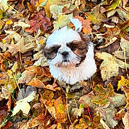 Rouki participe au concours pour gagner de l'argent avec cette photo : adorable, animal, autumn, brown, cute, dog, fall_leaves, fur, leaf_litter, looking_up, nature, outdoor, pet, playful, puppy, seasonal, shih_tzu, small_dog, white, young_dog