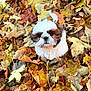 adorable, animal, autumn, brown, cute, dog, fall_leaves, fur, leaf_litter, looking_up, nature, outdoor, pet, playful, puppy, seasonal, shih_tzu, small_dog, white, young_dog